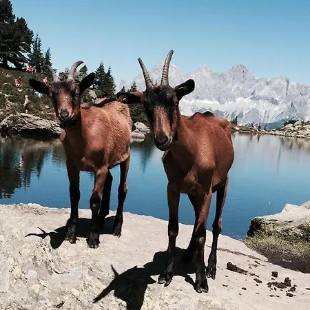 Erika - By Mynests Pensionat